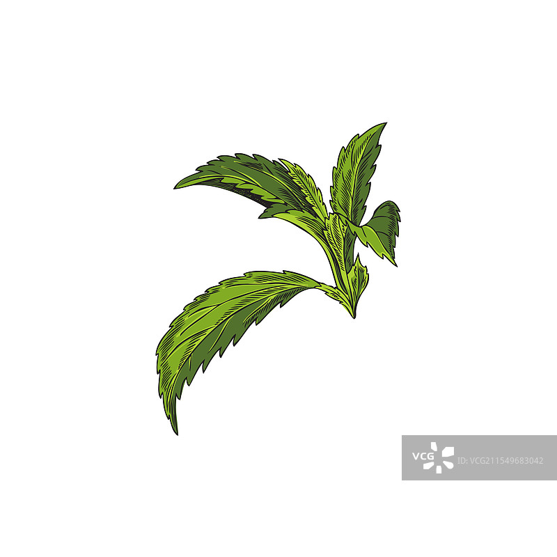 手绘的甜叶菊叶子枝条素描图片素材