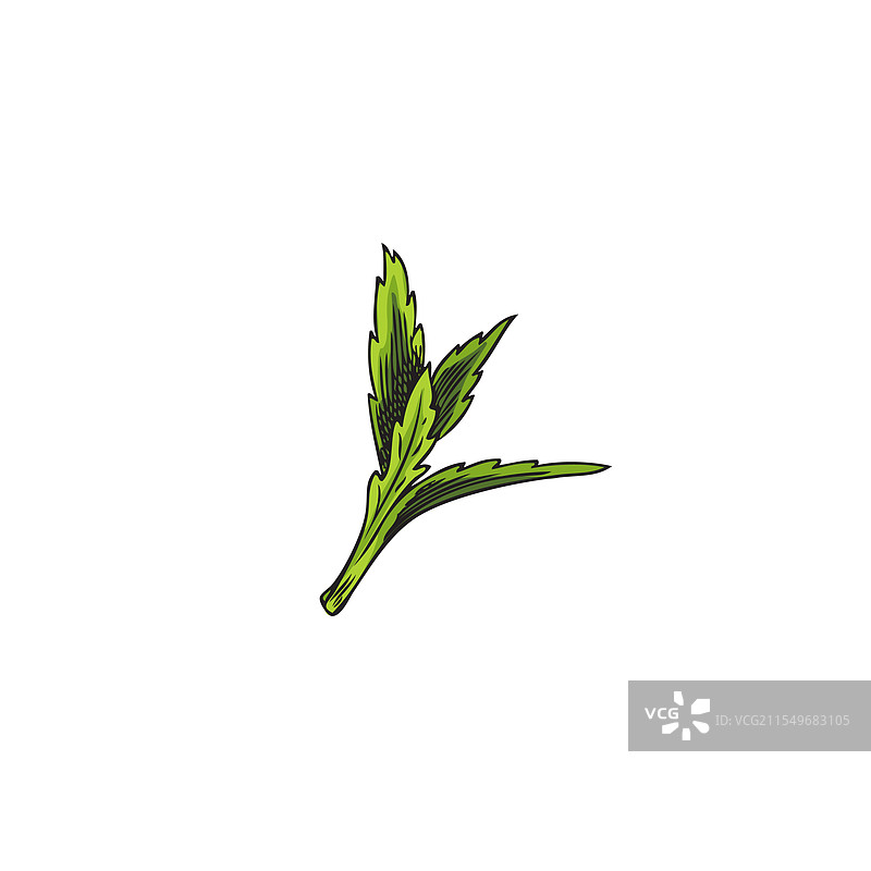 手绘的甜叶菊叶子彩色素描图片素材