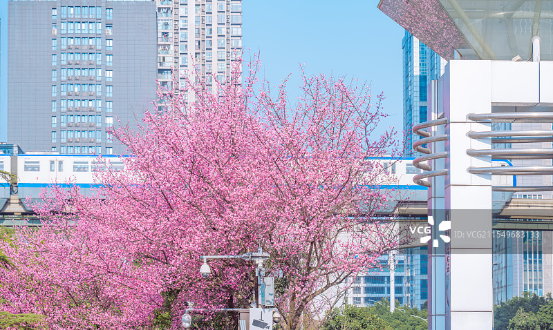 重庆金童路的梅花图片素材