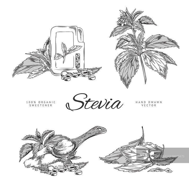 手绘的甜叶菊植物图像图片素材