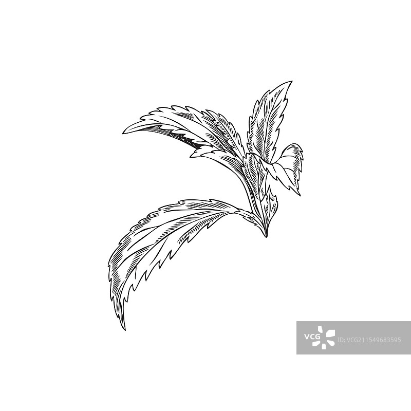 带阴影的甜叶菊叶子素描图片素材