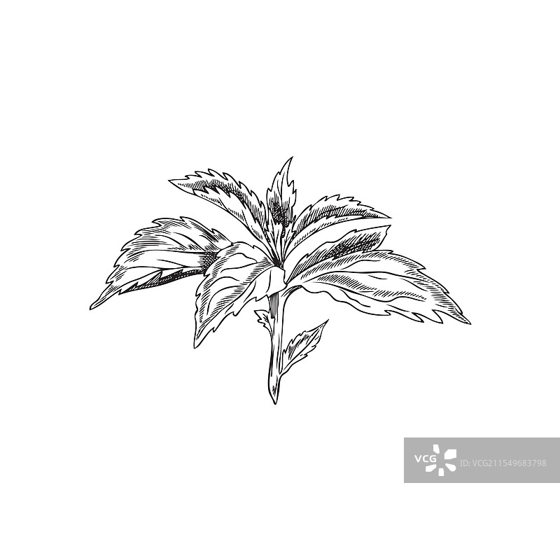 描绘甜叶菊植物枝条的素描图片素材