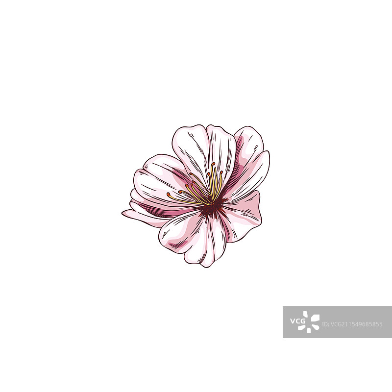 粉色的日本樱花图像图片素材