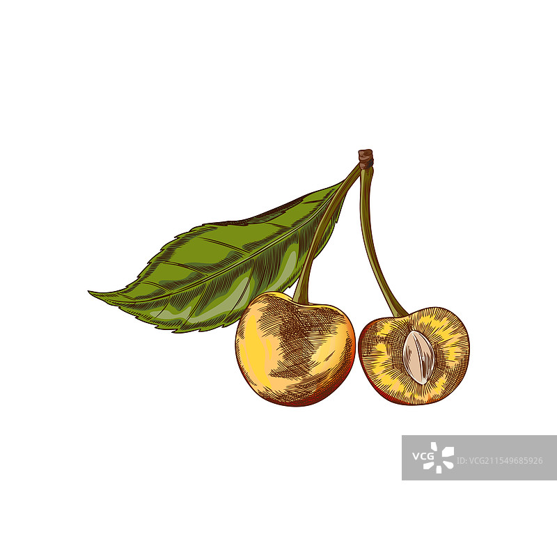 整颗樱桃和樱桃半边图片素材