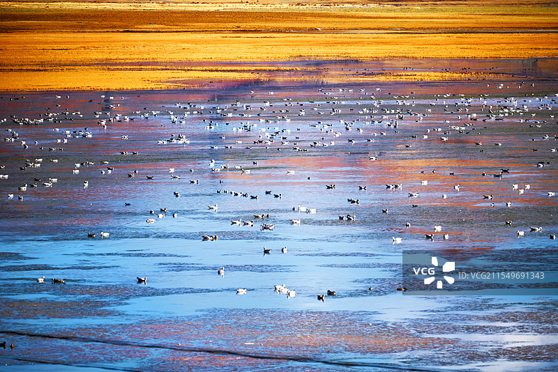 野鸭子图片素材