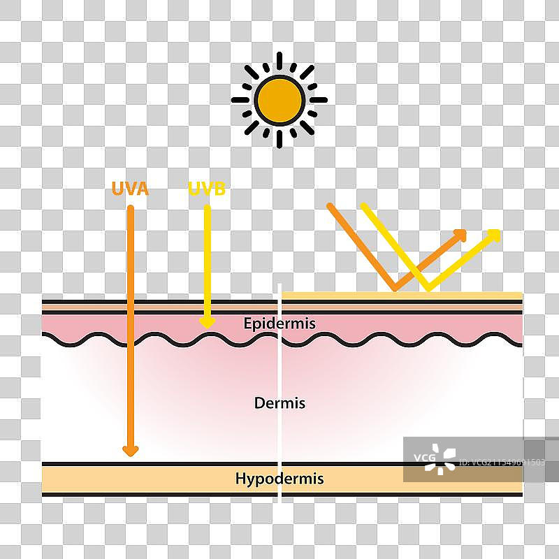 皮肤层的防晒平面设计图片素材