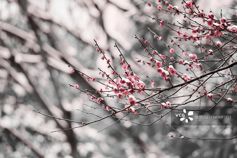 冬樱花图片素材