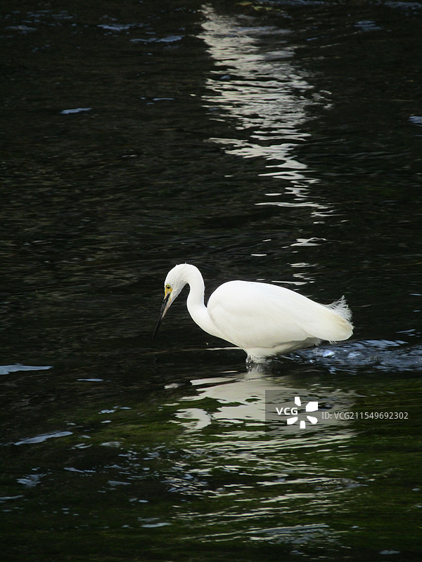 白鹭站立水中 水面倒影图片素材