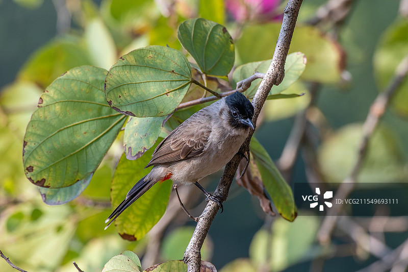 白喉红臀鹎图片素材