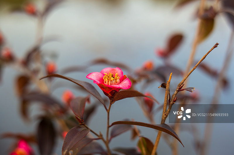 红色山茶花图片素材