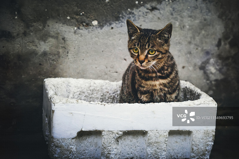 蹲在泡沫箱里意想不到的可爱小花猫图片素材