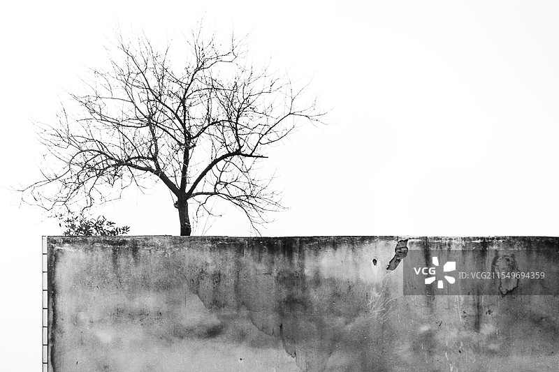 楼顶上那棵被遗忘的大树，治愈系美景图片素材