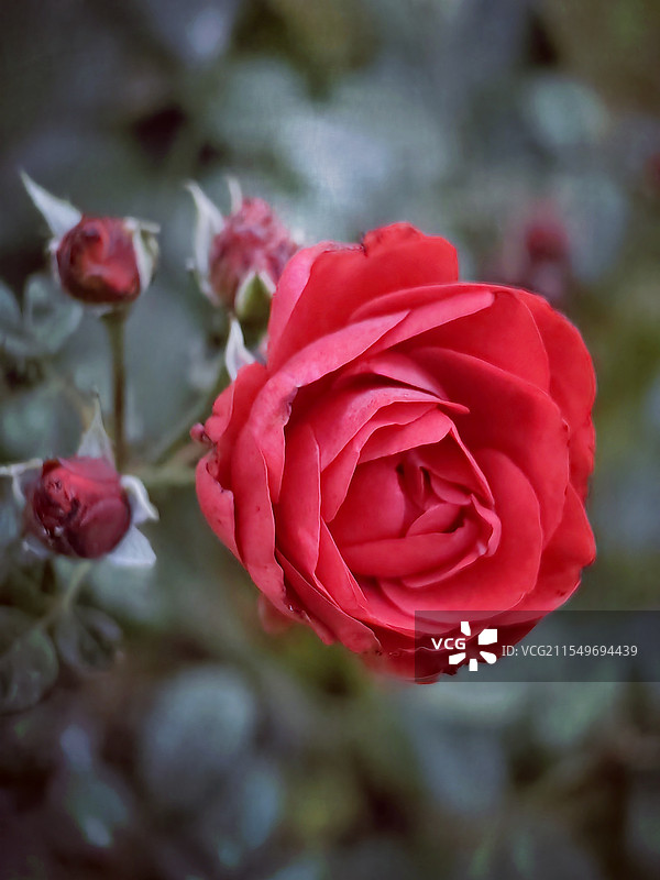 月季花开-102图片素材