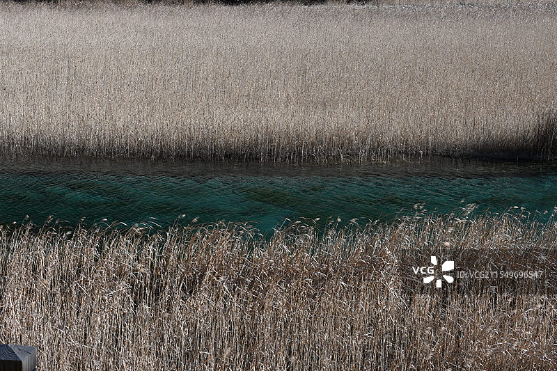 九寨沟芦苇海图片素材