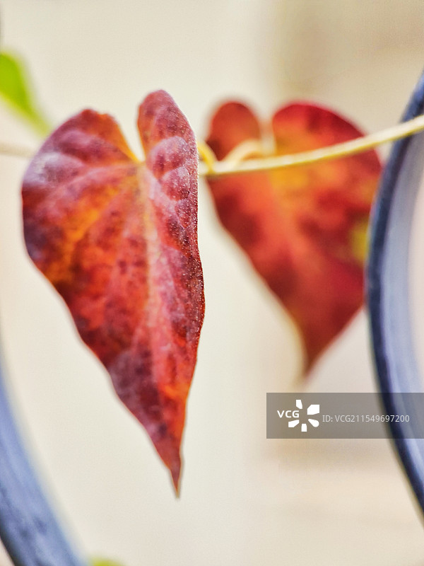 《丹心藤影》“丹”也是红色之意“心”描绘叶子模样，“藤影”有一种朦胧的美感。图片素材