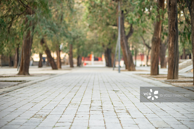 中国山东泰安著名景点泰山旅行旅游目的地，泰山第一行宫岱庙中式庭院步行道路和柏树，户外白昼无人图像摄影图片素材