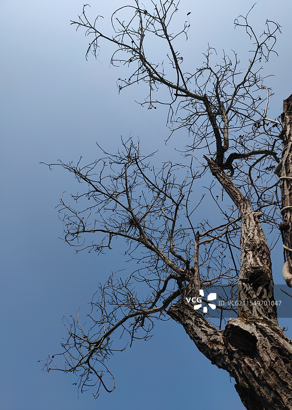 枯槁的核桃树图片素材