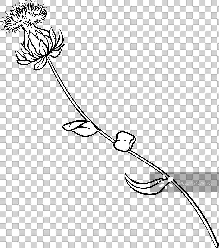 红花植物的花朵轮廓图片素材