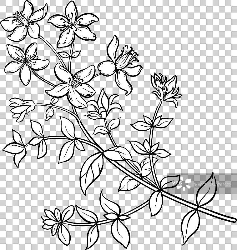 有花的千屈菜植物轮廓图片素材
