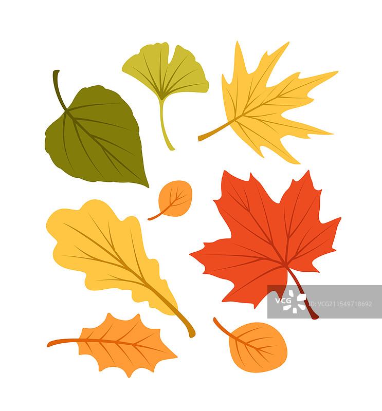 秋天的落叶组合图片素材