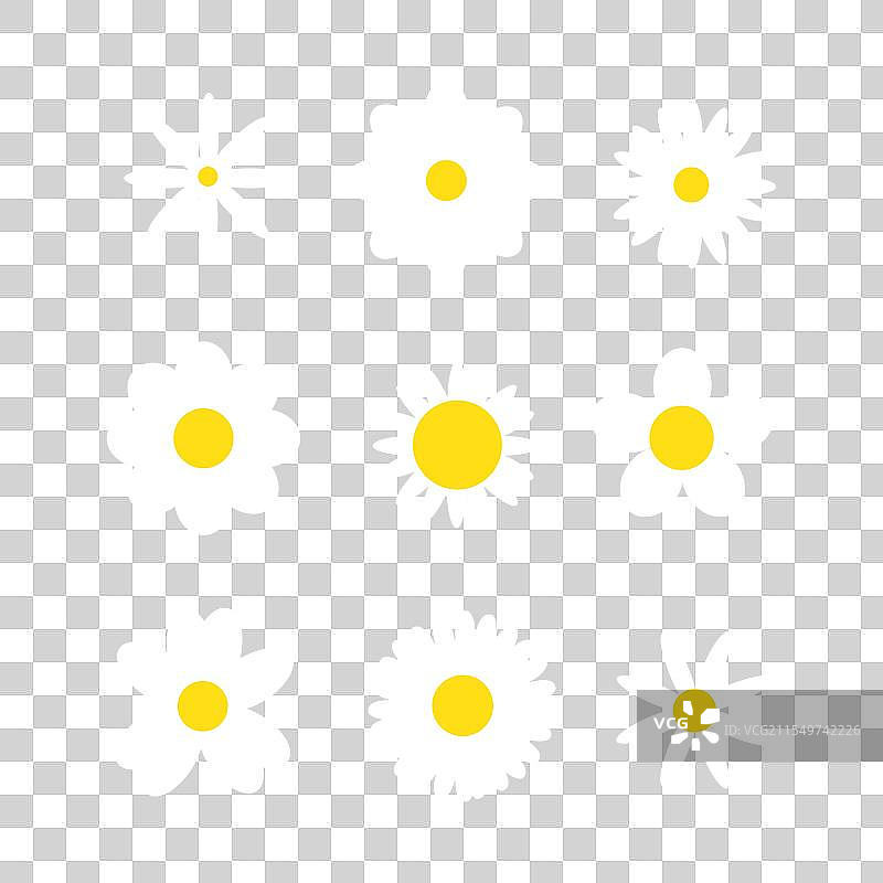 洋甘菊白花组合图片素材