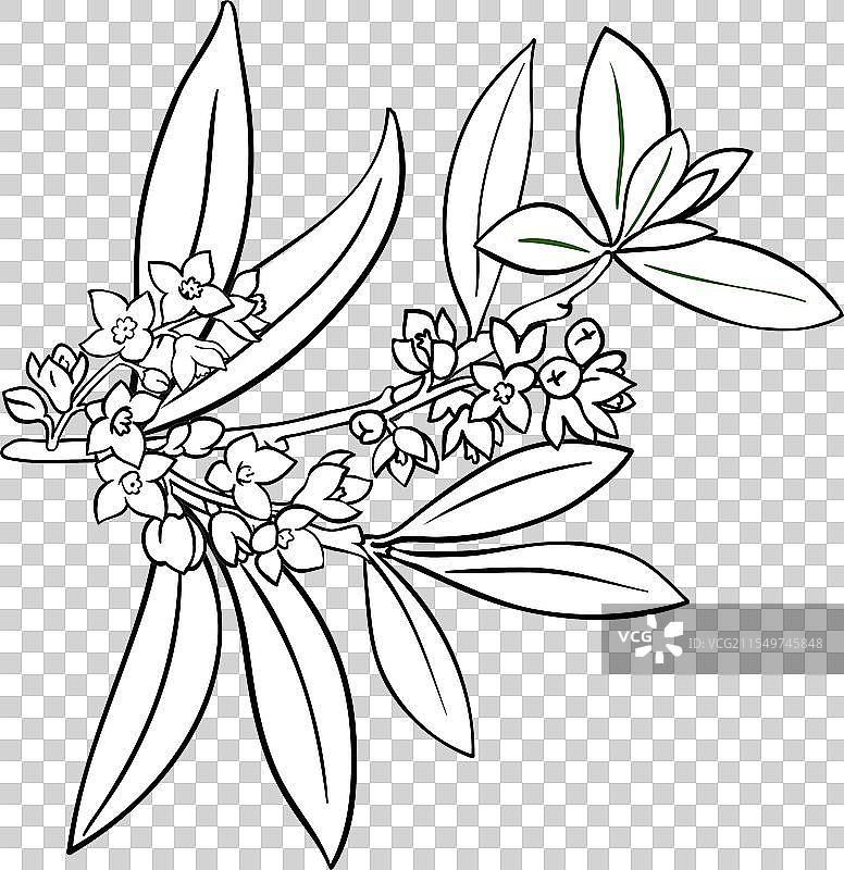 带花的橄榄枝轮廓图片素材