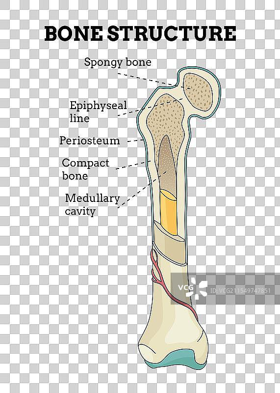 骨骼结构生物学教育海报设计图片素材