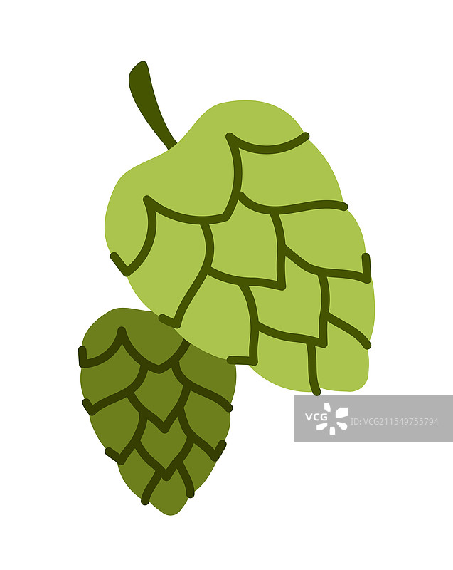 绿色啤酒花图片素材