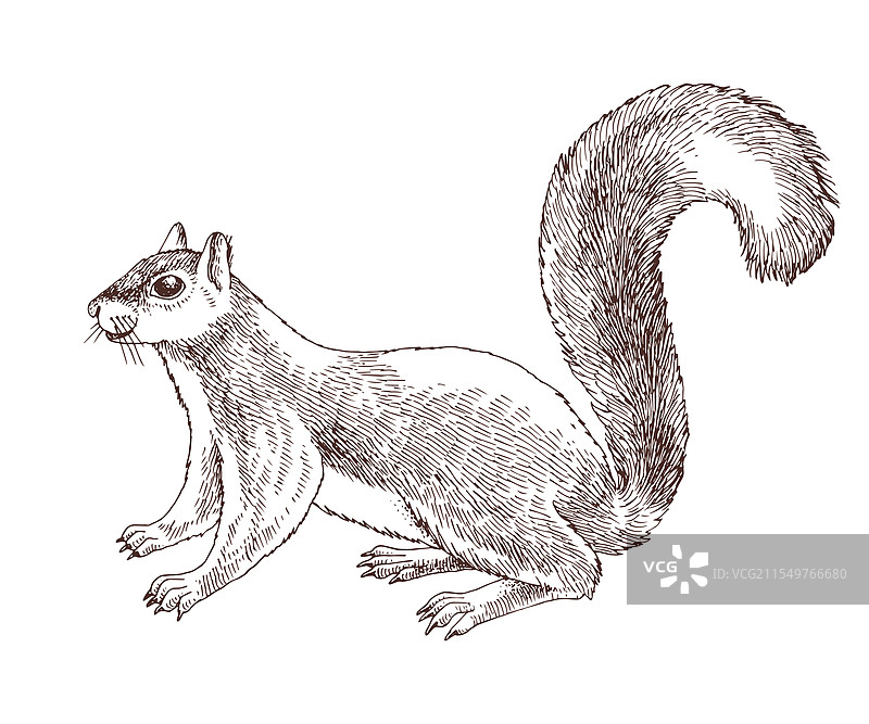 手绘松鼠图片素材