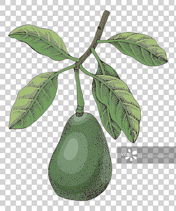 手绘的鳄梨枝条图片素材