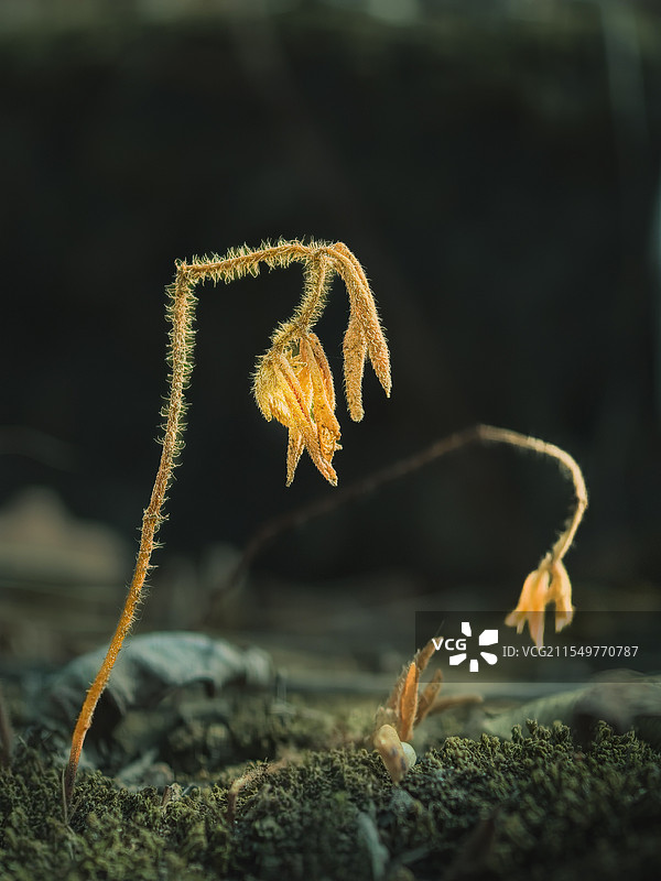 背景模糊的植物特写镜头图片素材