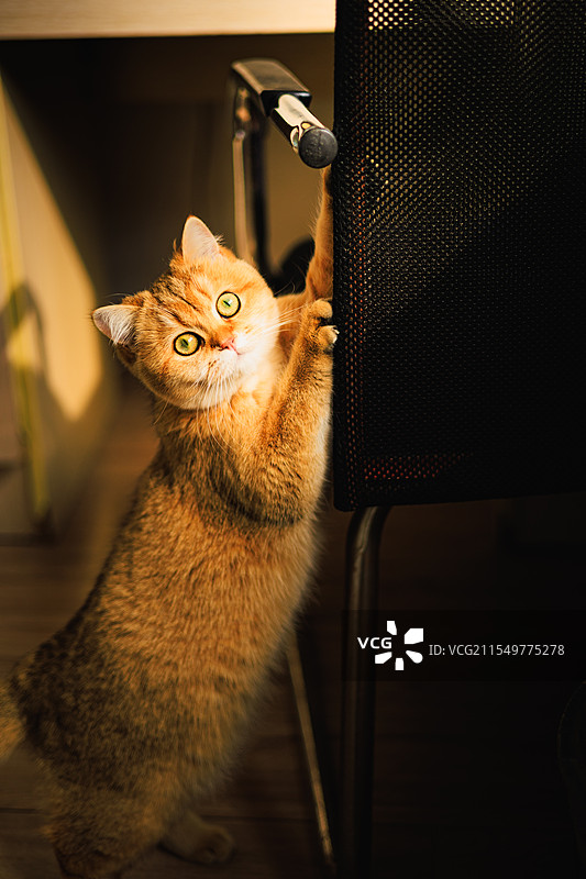 英国短毛猫，用椅子磨爪子的英短图片素材