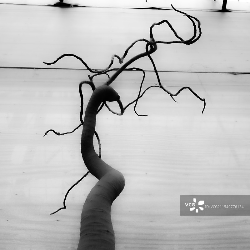 黑白摄影，白色背景前一棵枝干扭曲的枯树图片素材
