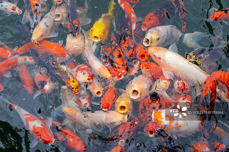 中国野生动物野外动物拍摄主题，鱼池鱼塘里五颜六色的锦鲤正在觅食，户外白昼无人图像摄影图片素材