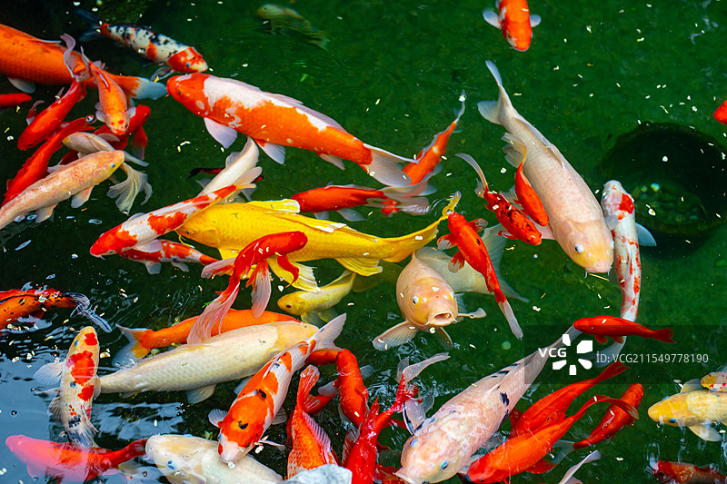 中国野生动物野外动物拍摄主题，鱼池鱼塘里五颜六色的锦鲤正在觅食，户外白昼无人图像摄影图片素材