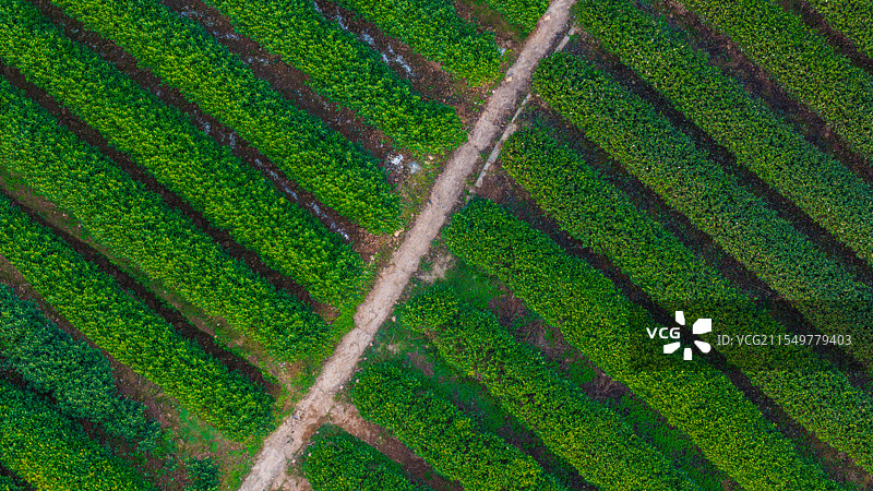 西湖龙井茶园，摄于杭州灵隐寺图片素材