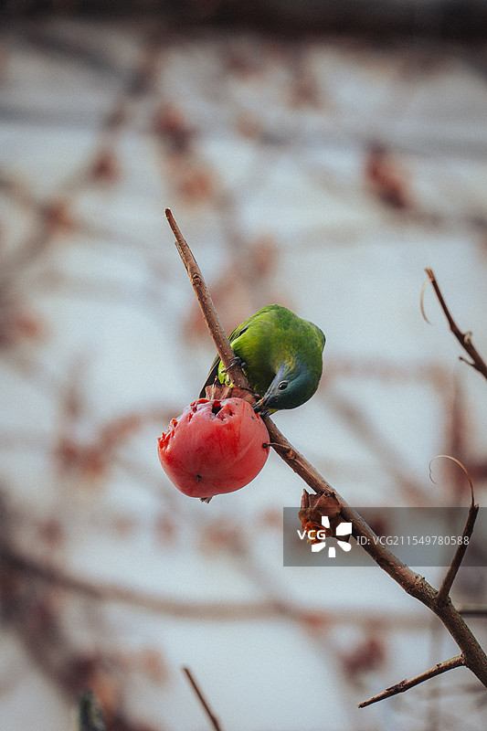 橙腹叶鹎吃柿子图片素材