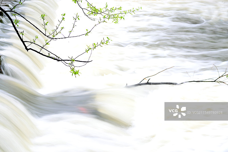 《春之曲》新绿的嫩枝与流水奏出一支春之曲图片素材