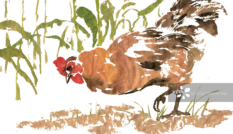 觅食的公鸡图片素材