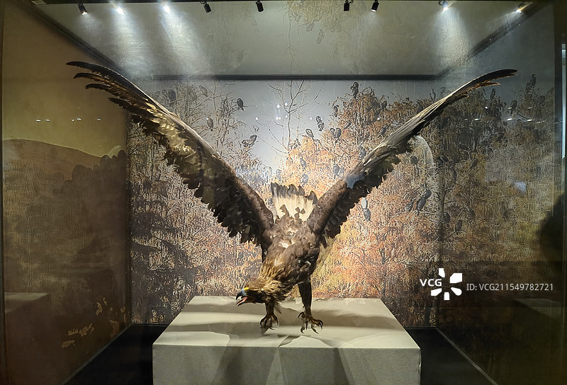 甘肃省博物馆金雕标本图片素材