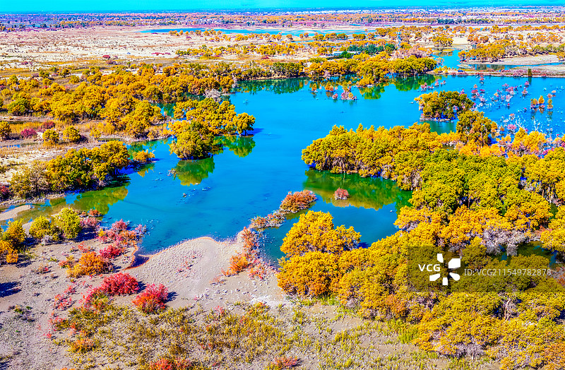 新疆罗卓尔湿地胡杨图片素材