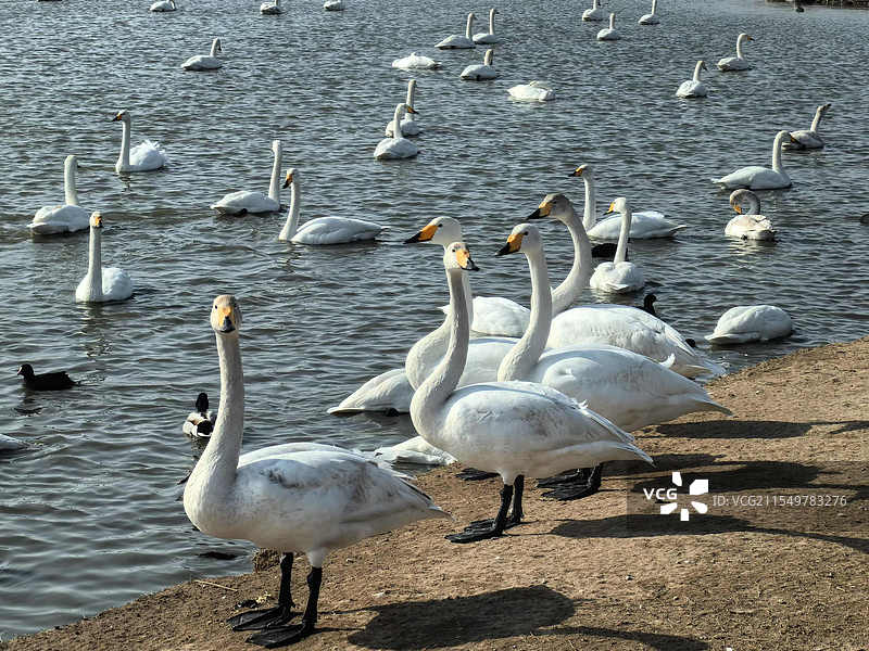 荣成天鹅湖图片素材