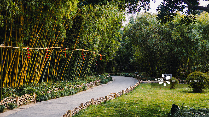 个园的竹林图片素材