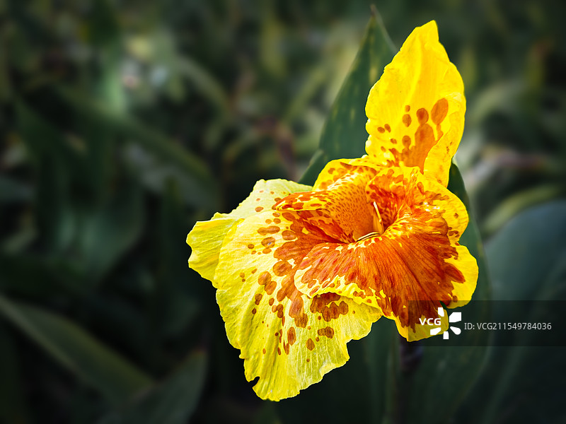 美人蕉图片素材