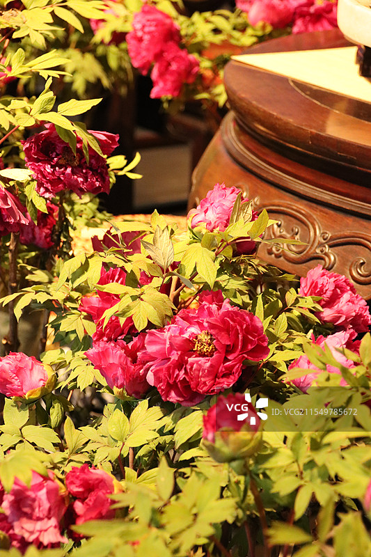 春天牡丹花开 国色芳华 花开富贵图片素材