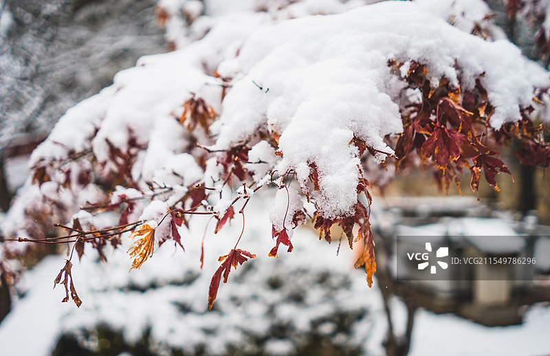 中国野生植物拍摄主题，红色的枫叶前景聚焦选择对焦特写镜头，户外白昼无人图像摄影图片素材