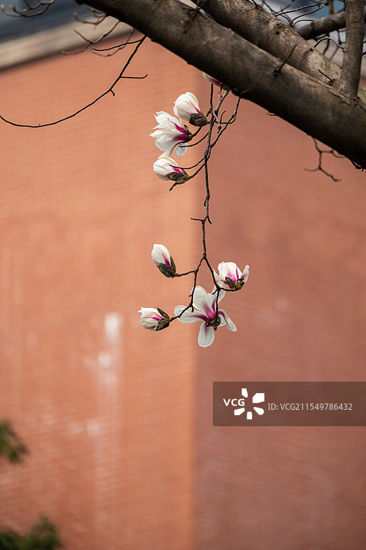 春天玉兰花开放图片素材