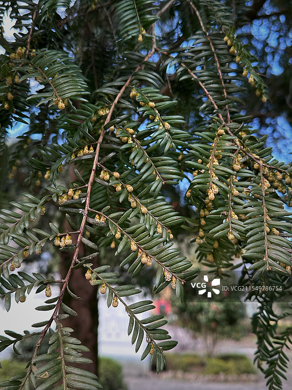红豆杉开花图片素材