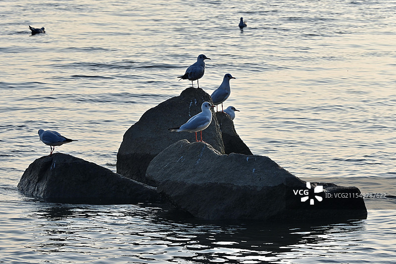 石上海鸥图片素材
