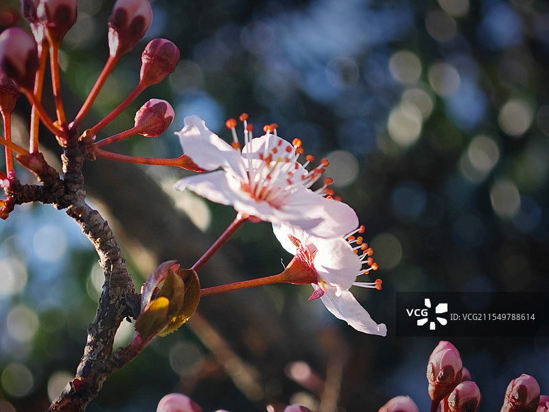 紫叶李图片素材